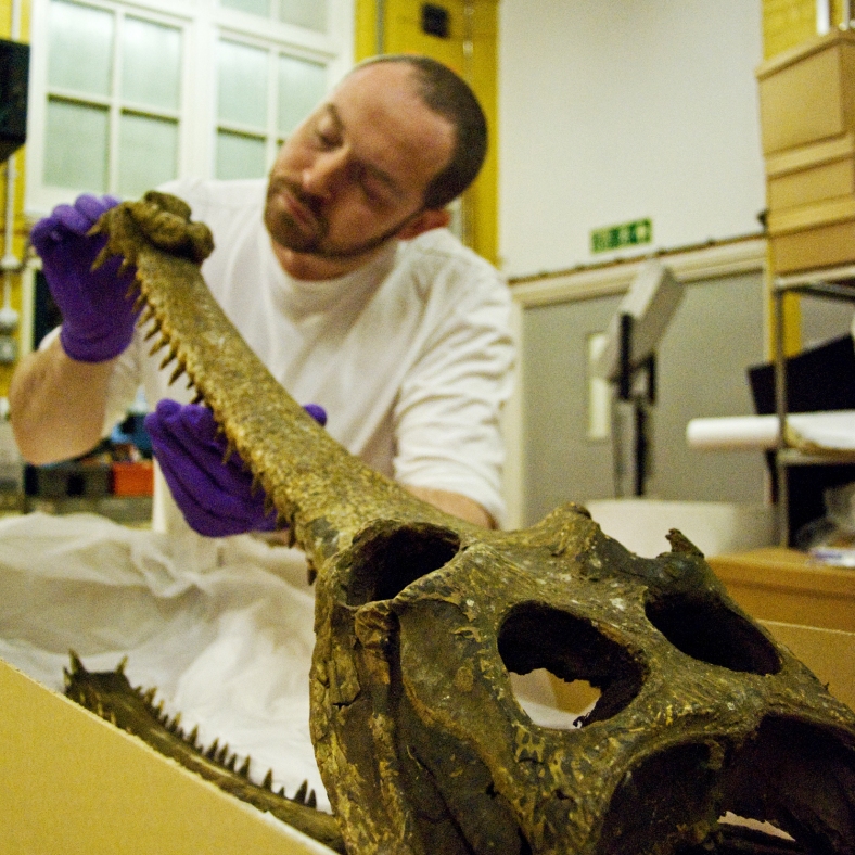 Paolo checking out the business end of a gharial.