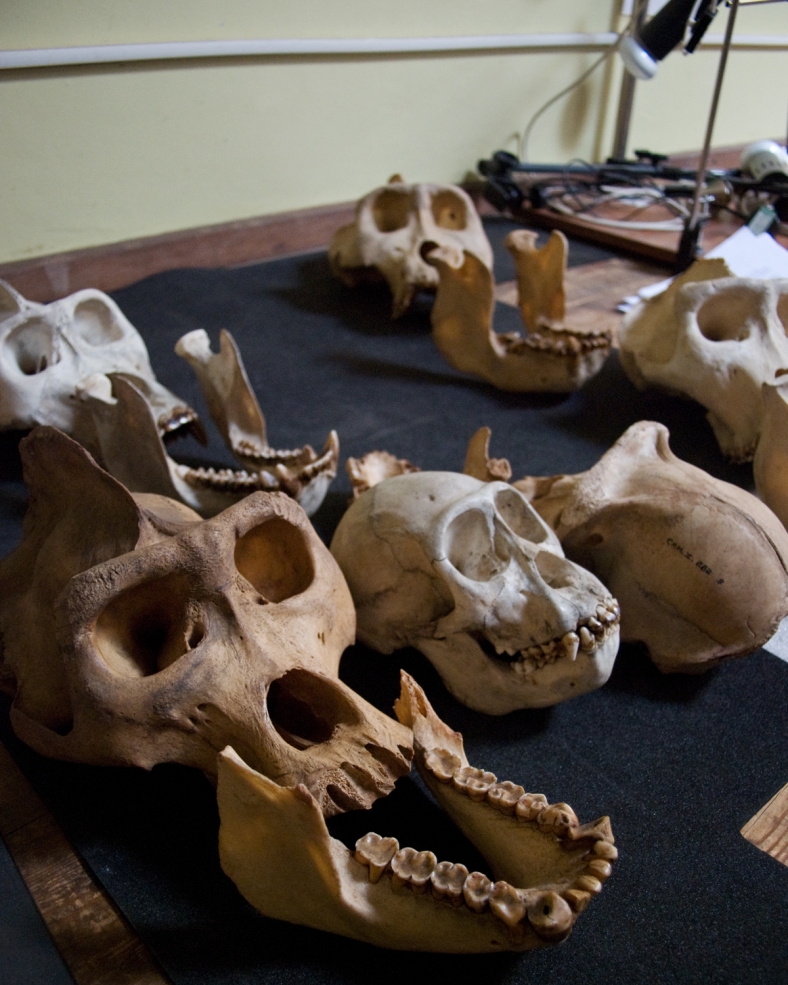 Primate skulls and mandibles  being used in a project by a researcher. The data associated with the Powell-Cotton material is so fantastic, it allows exciting work to be done on animals which can no longer be collected (such as great apes).