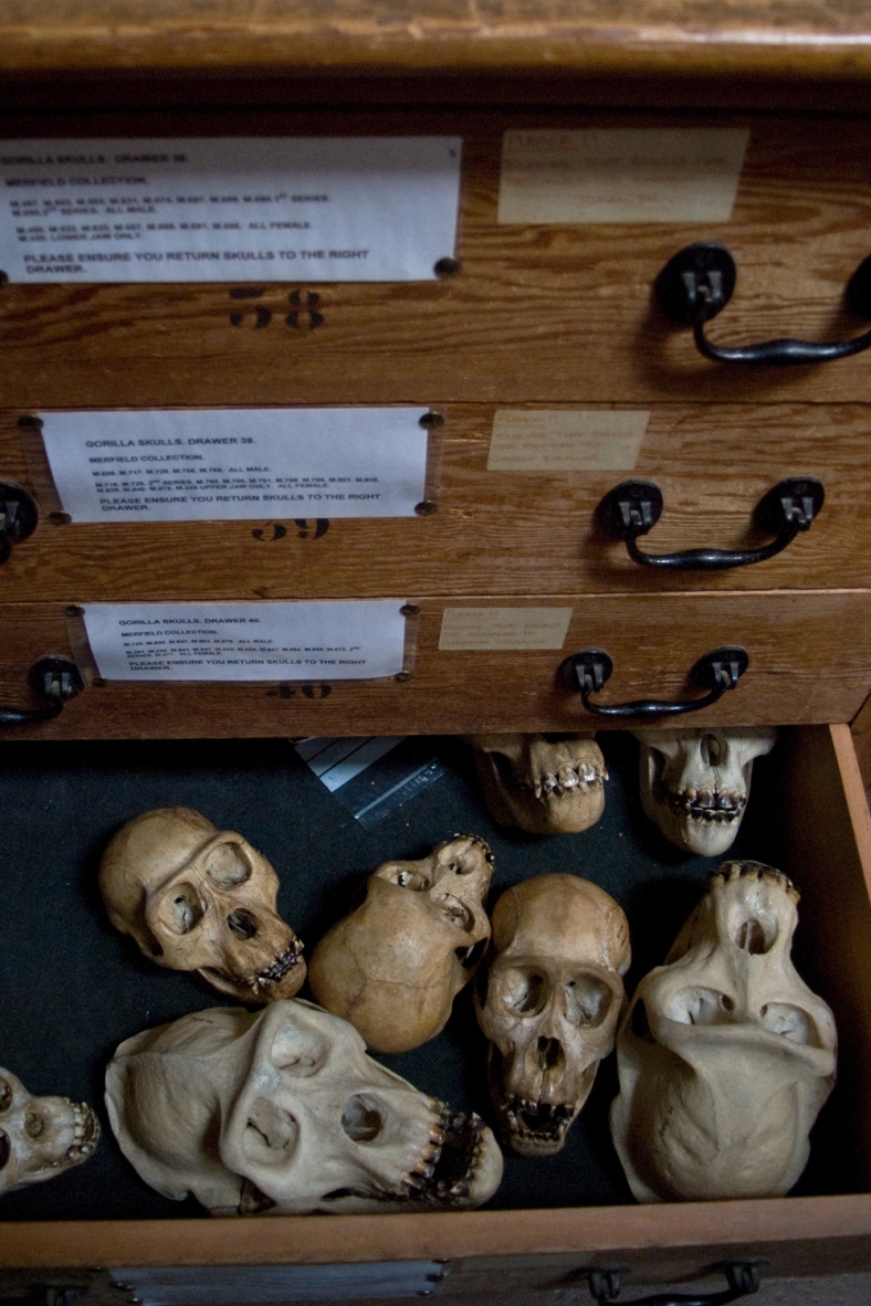 Some more primate skulls, this time in a drawer. The researcher is 3D imaging the skulls to compare those from different geographical locations with each other. The accurate data of these specimens provide an array of research opportunities, underlining how vital natural history collections are in museums all over the world.