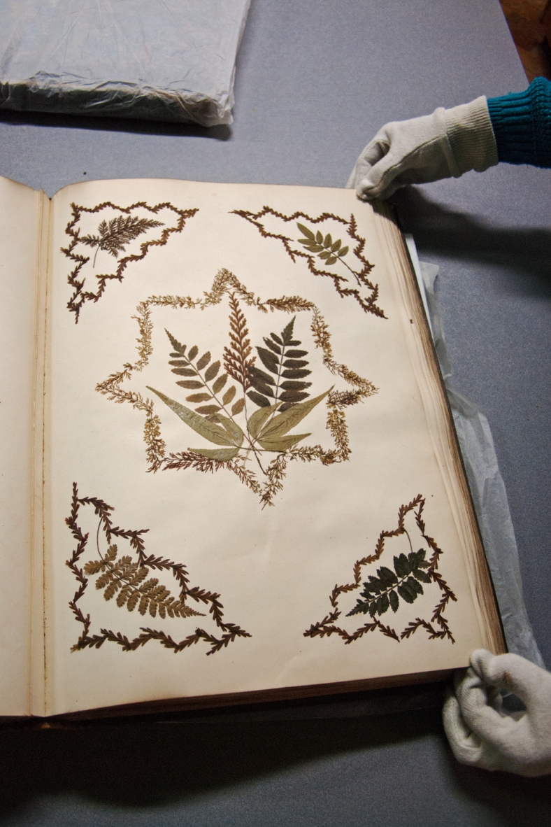 An example of the intricate arrangement of ferns throughout the book.